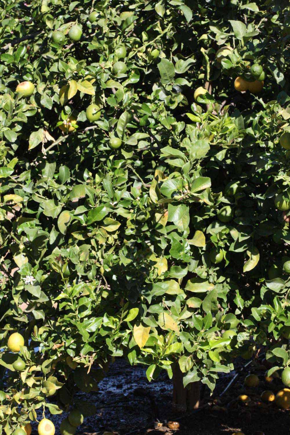            Habit (Riverside, CA)   